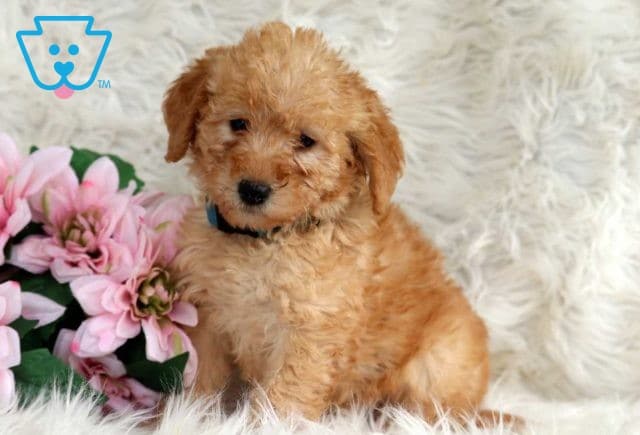 Rose Mini Labradoodle