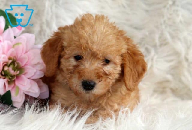 Rose Mini Labradoodle2