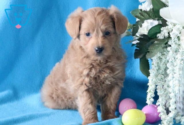 Theo Yorkiepoo