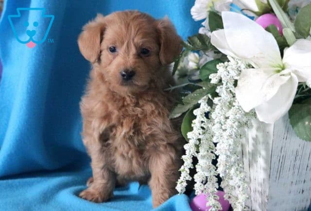 Theo Yorkiepoo2