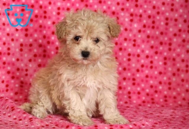 Wishes Mini Poodle