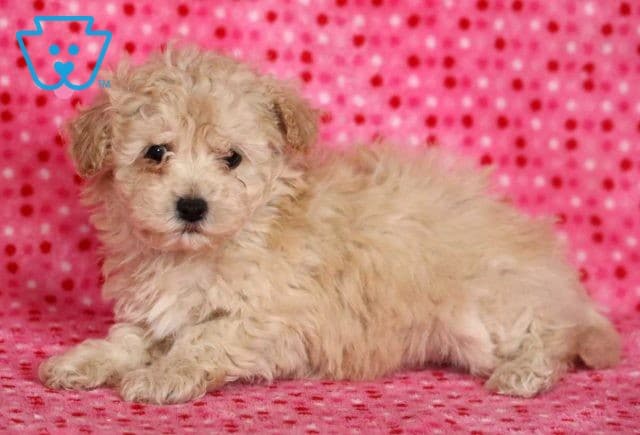 Wishes Mini Poodle2