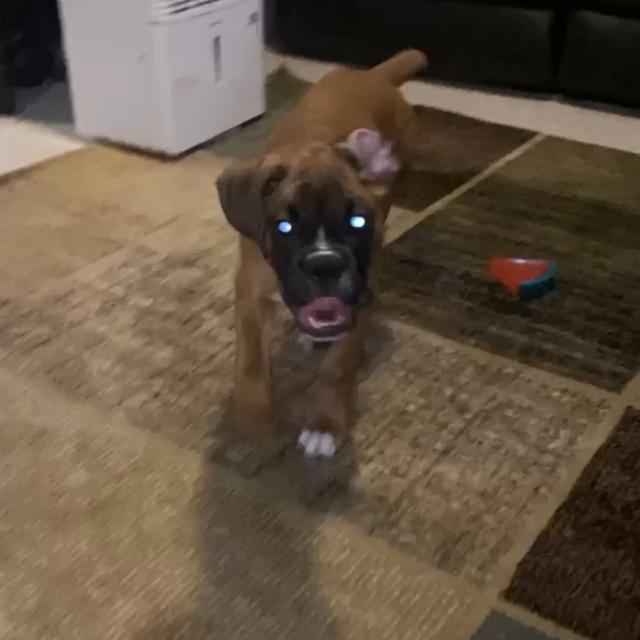 Boxer puppy cooper