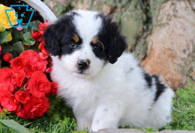 Apple Mini Bernedoodle