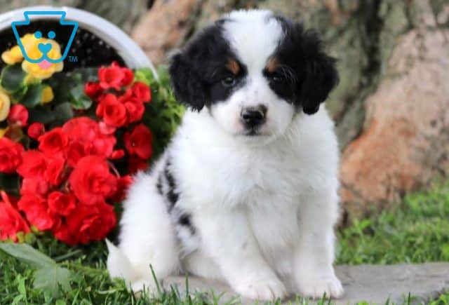 Apple Mini Bernedoodle2