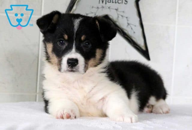 corgi puppy