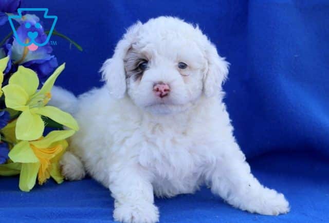 Chance Mini Labradoodle 1-001