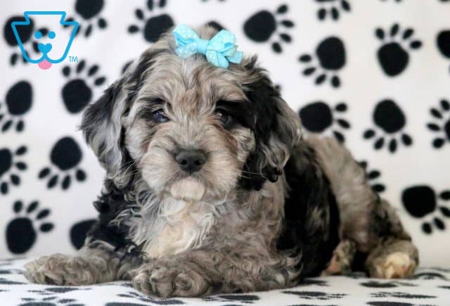 cockapoo puppy for sale