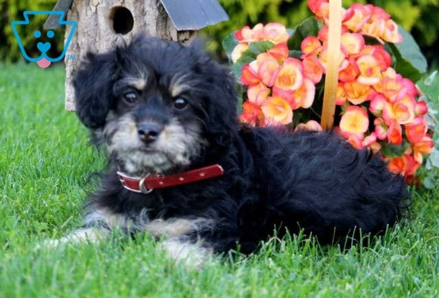 Clementine Shih Tzu Mix Retake