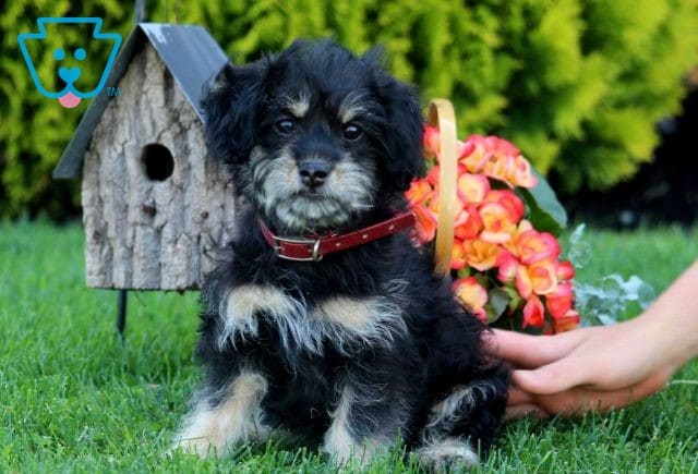 Clementine Shih Tzu Mix Retake2