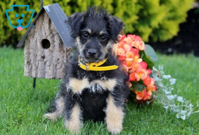Cora Shih Tzu Mix Retake