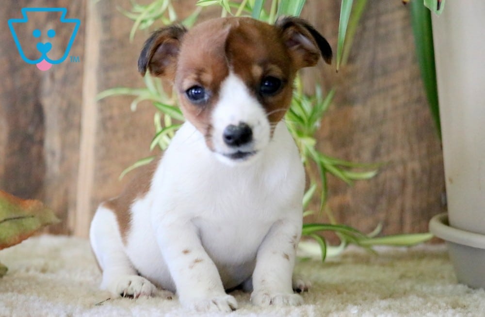 Dakota Jack Russell Terrier Puppy For Sale Keystone Puppies