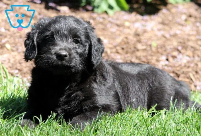 Dallas Mini Labradoodle