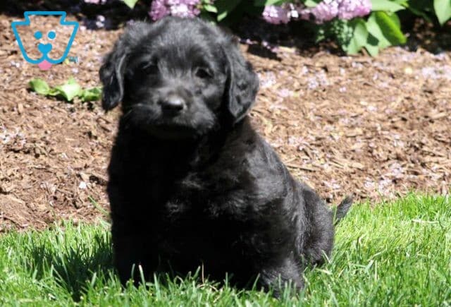 Dallas Mini Labradoodle2
