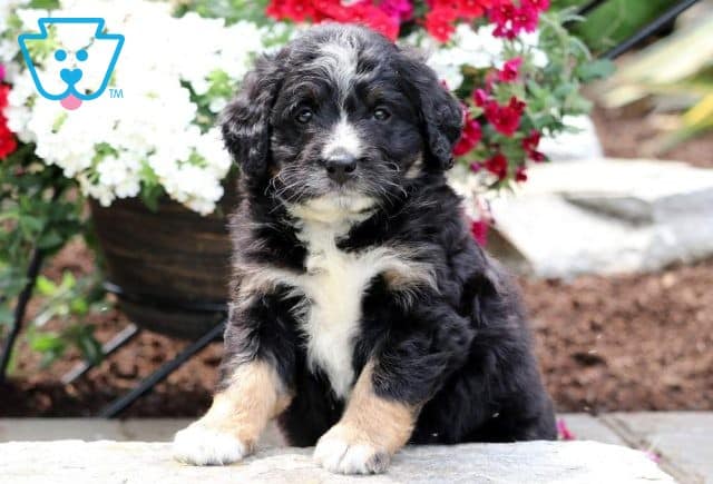 Danny Boy Mini Bernedoodle