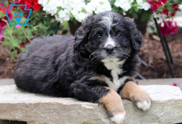 Danny Boy Mini Bernedoodle2