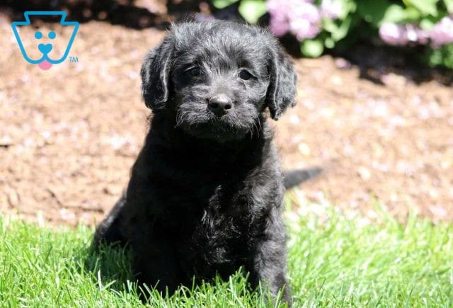 Diamond Mini Labradoodle