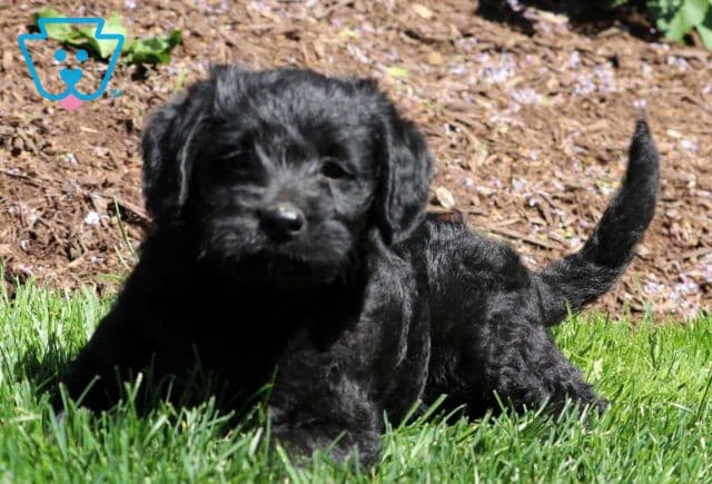 Diamond Mini Labradoodle2