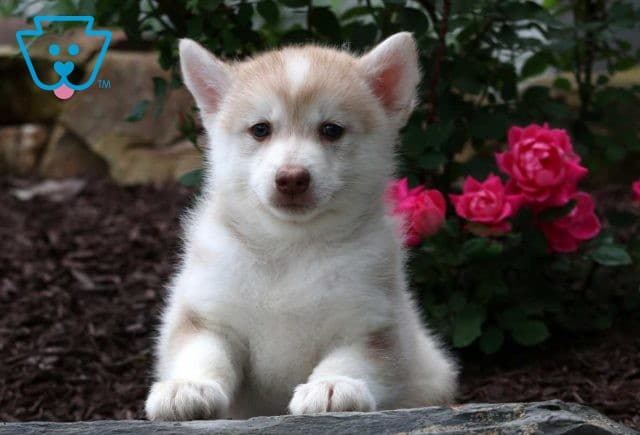 Dill Pomsky