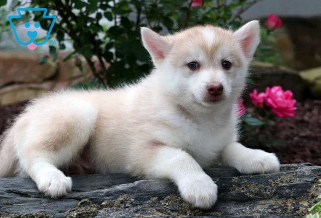 Dill Pomsky2