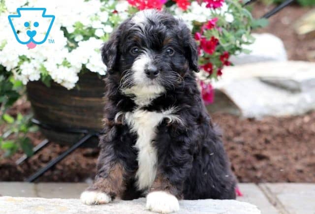 mini bernedoodle puppy for sale