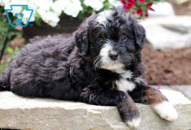 Duce Mini Bernedoodle2