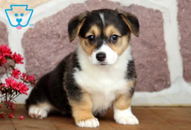 corgi puppy