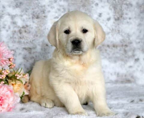 english cream golden retriever puppy for sale