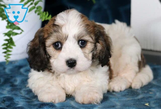 Jax Cavachon