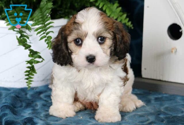 Jax Cavachon2