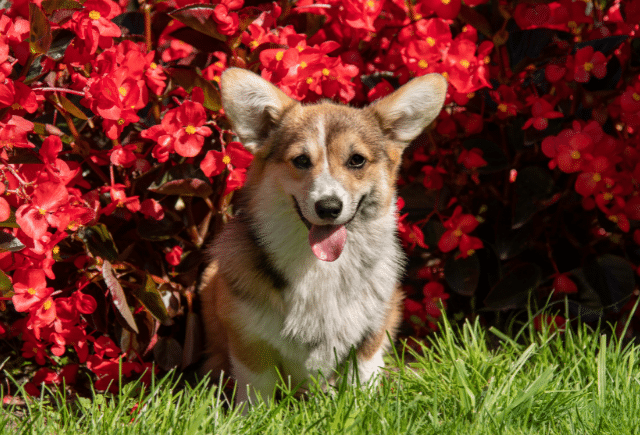 welsh corgi