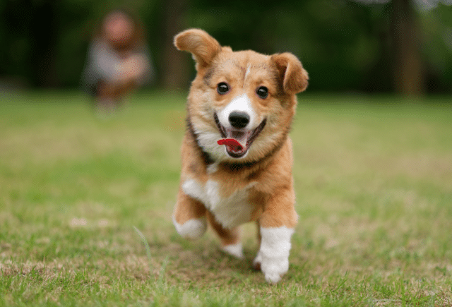 corgi puppy