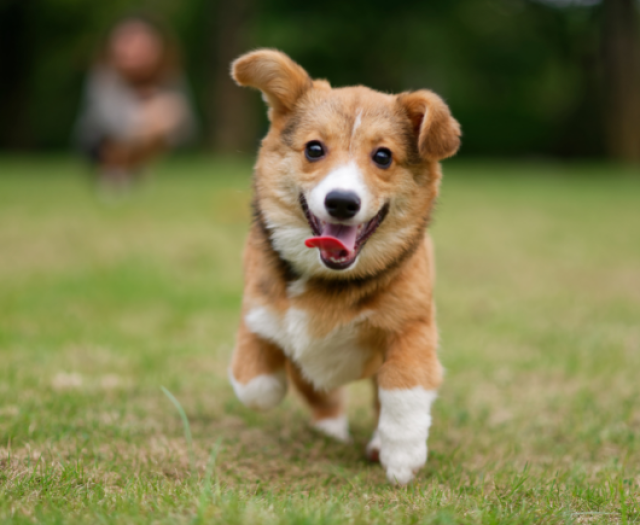 corgi puppy