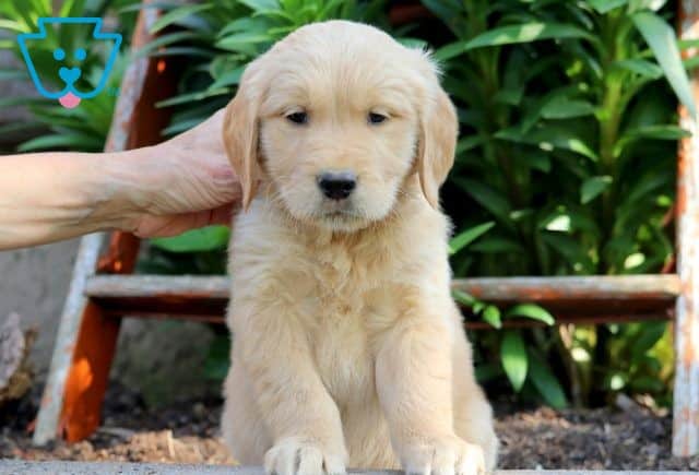 King Golden Retriever 1-001