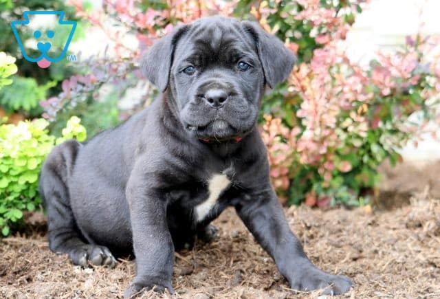 Mckenzie Cane Corso 1-001