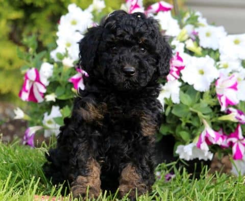 Cockapoo Puppies For Sale | Puppy Adoption | Keystone Puppies