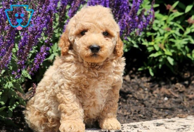 Monty Mini Goldendoodle 1-001