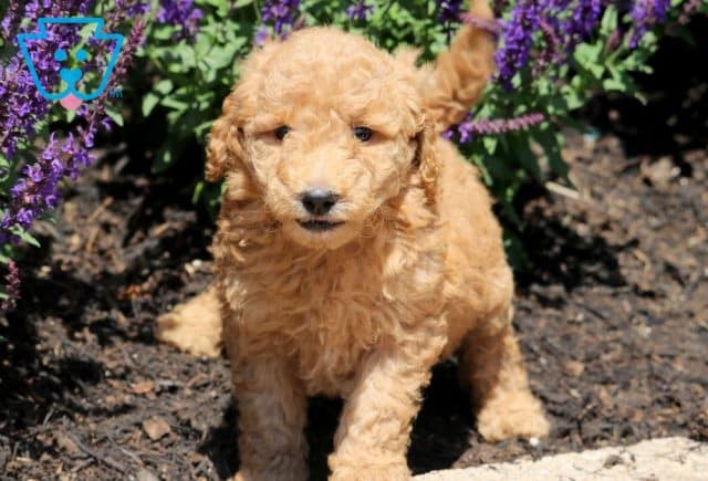 Muffin Mini Goldendoodle 1-001
