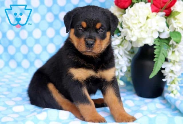 Paws Rottie
