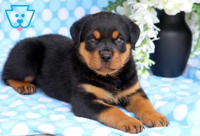 Paws Rottie2