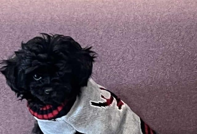 Legit puppy adoption site!!