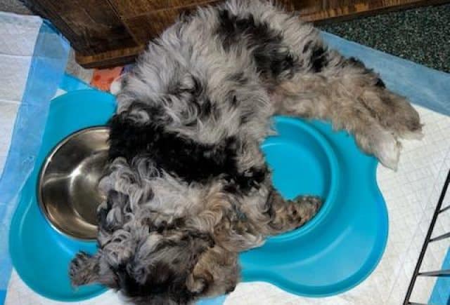 cockapoo puppy
