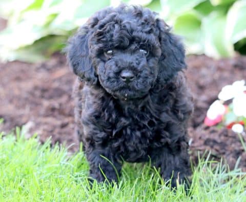 Cockapoo Puppies for Sale - Keystone Puppies
