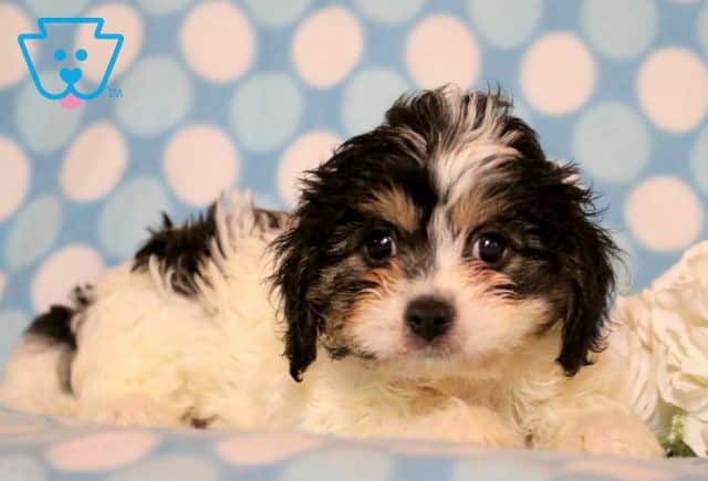Alfie 2-001