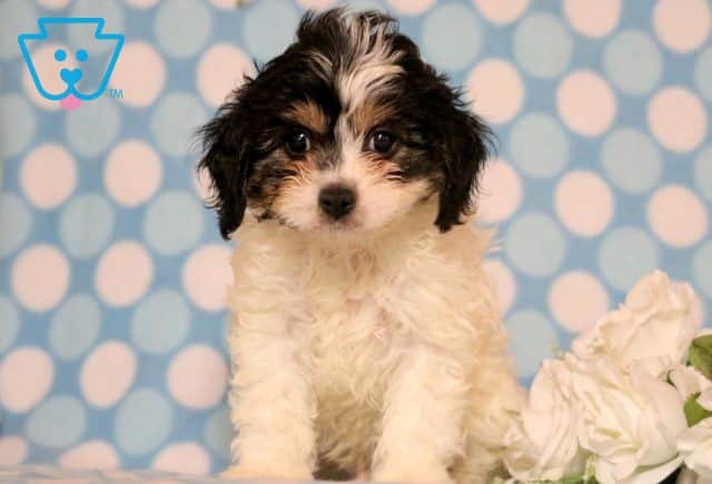 Cavachon Puppy for Sale