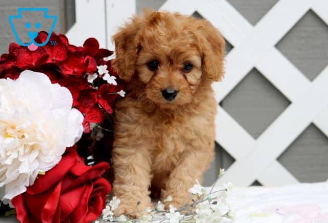 Alfie Cavapoo 1-001