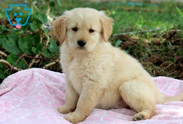Ashton Golden Retriever 1-001