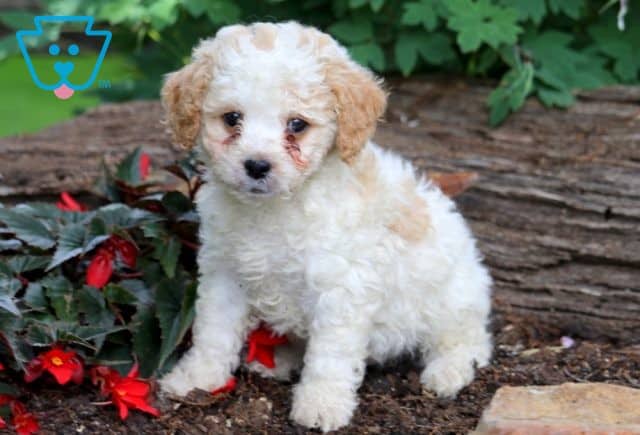Aspen Cavapoo 1-001