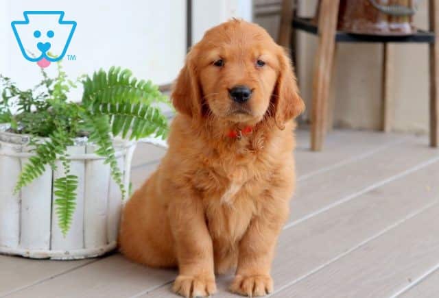 Babydoll Golden Retriever 1-001