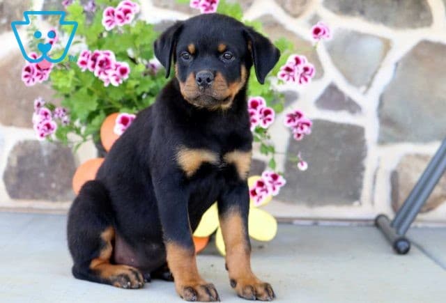 Bear Rottie Retake